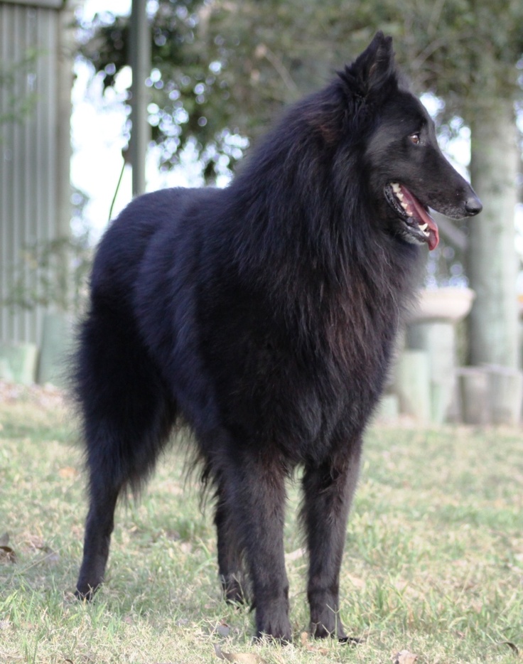 ✮Beleza Negra✮Female✮Shiloh Shepherd X Belgian Shepherd ✮ Shiloh39