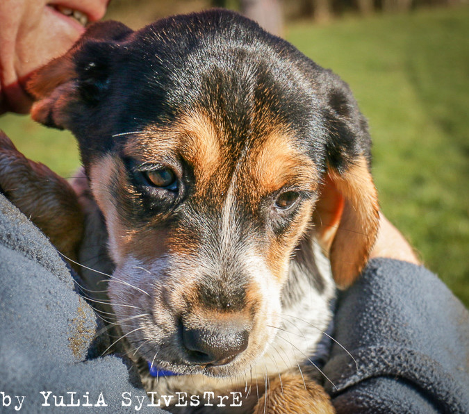 MALIKA et MOUNIRA, chiots croisées BEAGLE/BLEU DE GASCOGNE -  refuge ADSA (25) Img_6211