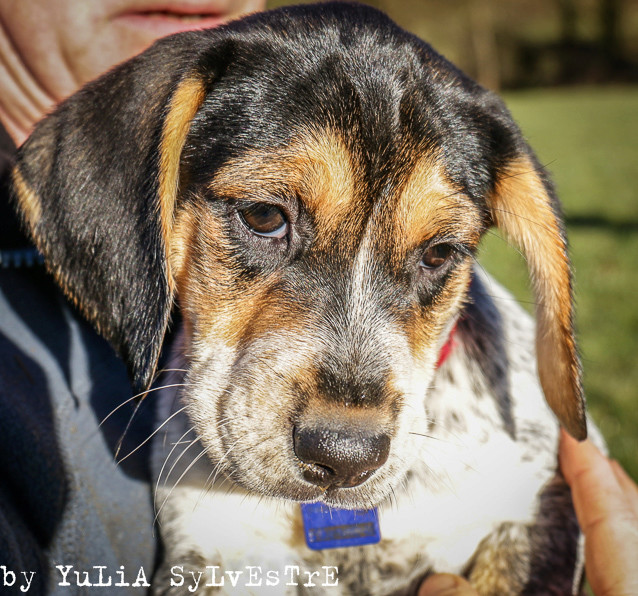 MALIKA et MOUNIRA, chiots croisées BEAGLE/BLEU DE GASCOGNE -  refuge ADSA (25) Img_6215