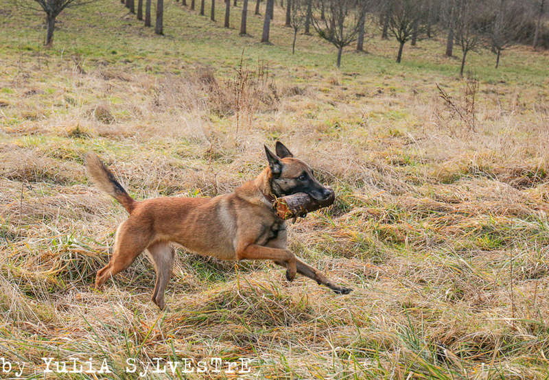 JAIKA, femelle MALINOIS 3 ans Img_6612