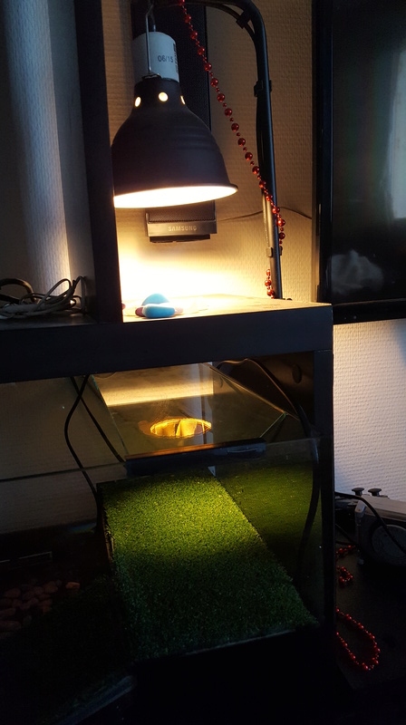 Nettoyage aquarium 20161210