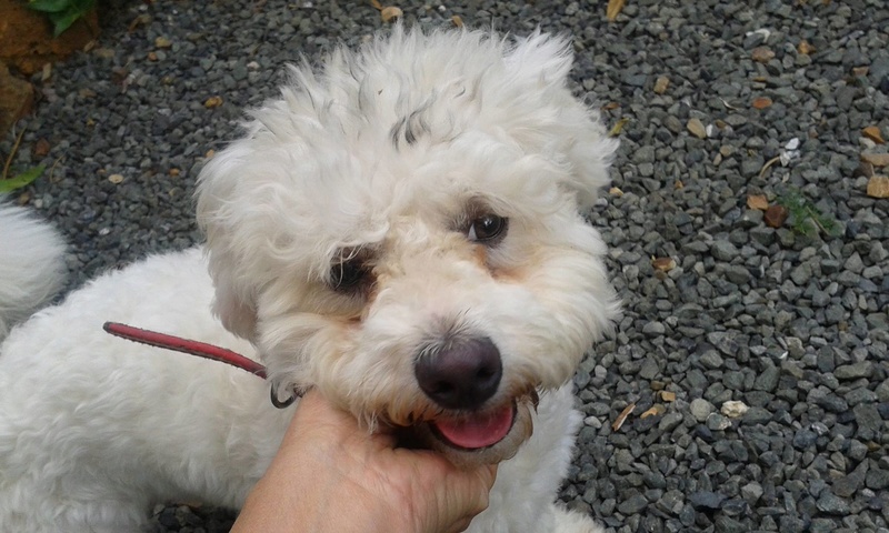 bichon - TROUVE mâle Bichon avec collier rouge cuir sans tatouage sur Auteuil le 18/01/2017 16107510