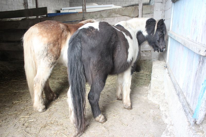 LOONY -  ONC poney né en 2001 - Adopté en juin 2011 par Carole Img_5018