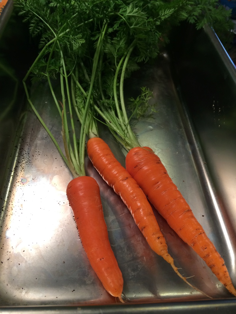 Carrot Week 2017! Carrot12
