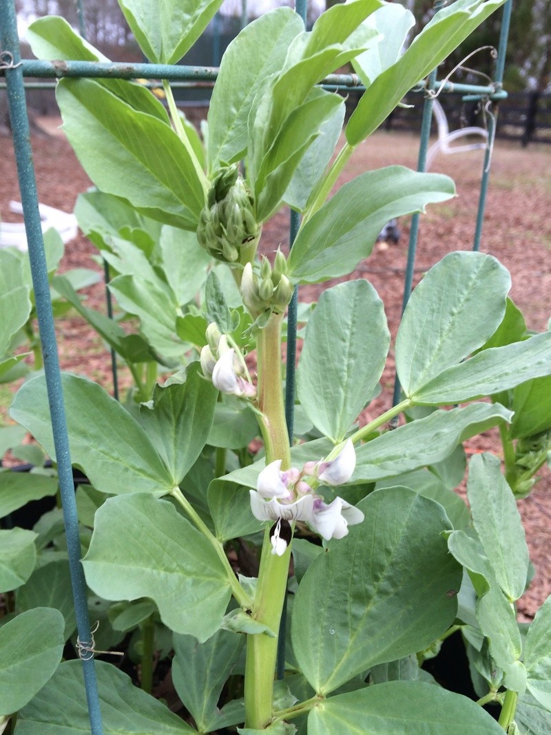 2017 SFG in Brooks, Ga Fava_b10