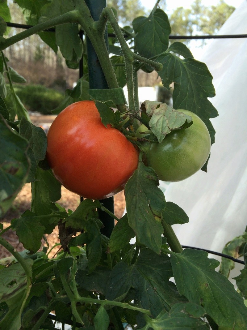 brooks, GA - 2017 SFG in Brooks, Ga Tomato12