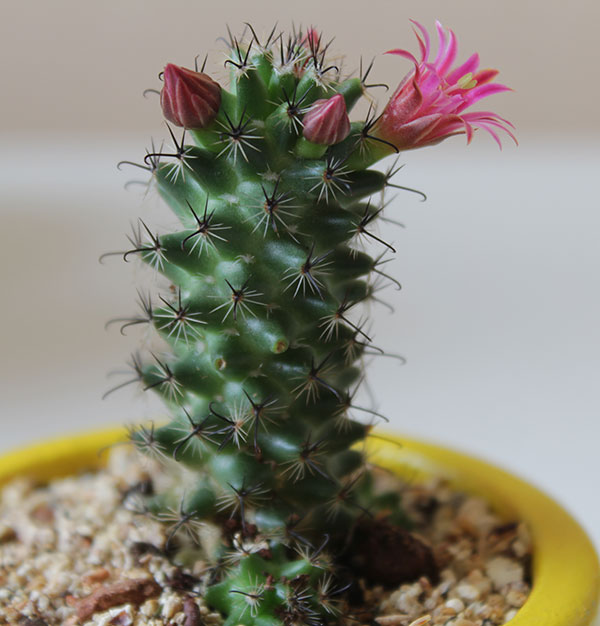 I need the name of this Mammillaria Img_7910