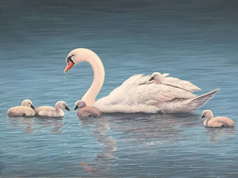 swan oil painting -grace and beauty Swan0010