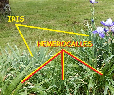 assembler iris et hémérocalles 001_co10