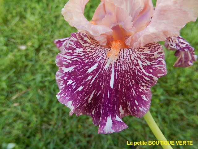 Iris broken color Anacon11