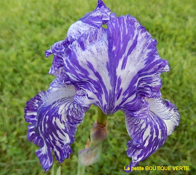 Iris broken color Bluebe10