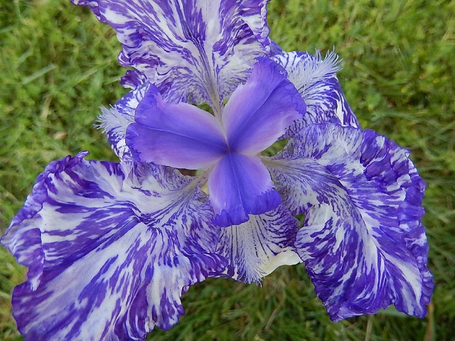 Iris broken color Bluebe11