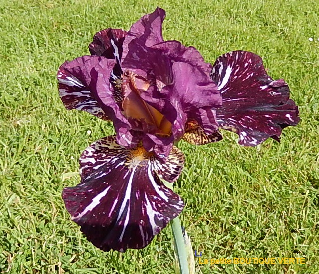 Iris broken color Kinkaj10