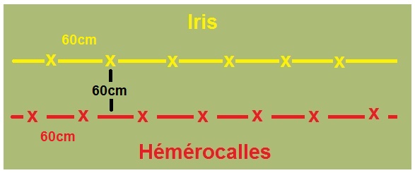 assembler iris et hémérocalles Plan_d10
