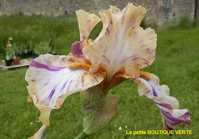 Iris broken color Toucan10