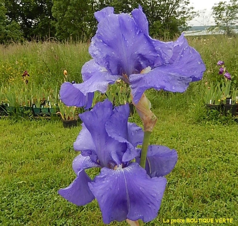 Iris 'Unfurled Flag' - Ben Hager 1982 Unfurl14