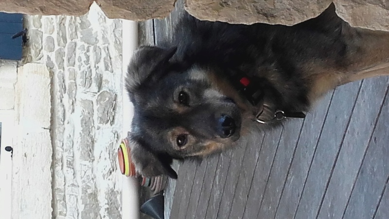 URANUS - chien mâle croisé, couleur loup, de taille moyenne, né le 25 février 2013 - REFUGE ANDA ET ALINA - Adopté par Maeva (dpt79) 20170117