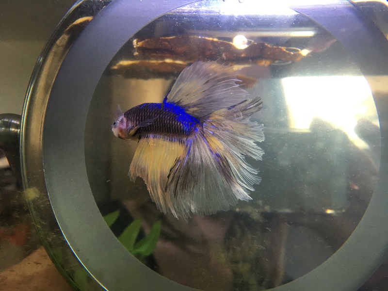 Betta malade Img_0412