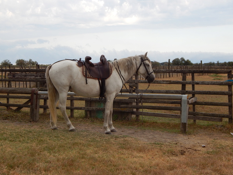 Vend Cheval croisé camargue 00710