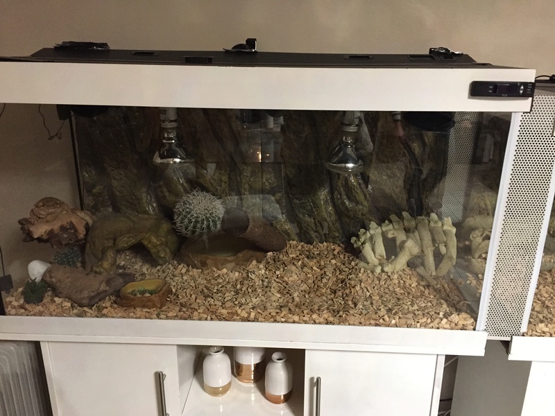 Mon Pogona Img_0615