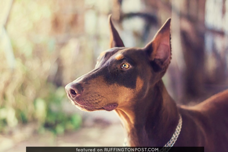 •Bronze• •Female• •Doberman• Bronze10