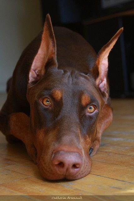 •Bronze• •Female• •Doberman• Bronze12