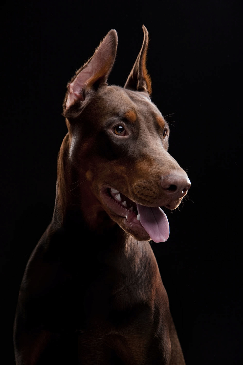 •Bronze• •Female• •Doberman• Bronze22