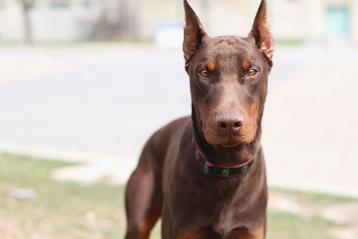 •Bronze• •Female• •Doberman• Bronze24