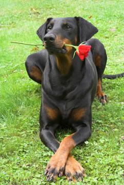 •Bronze• •Female• •Doberman• Rose11