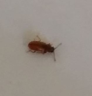 Identification : petit insecte marron dans SDB Captur10