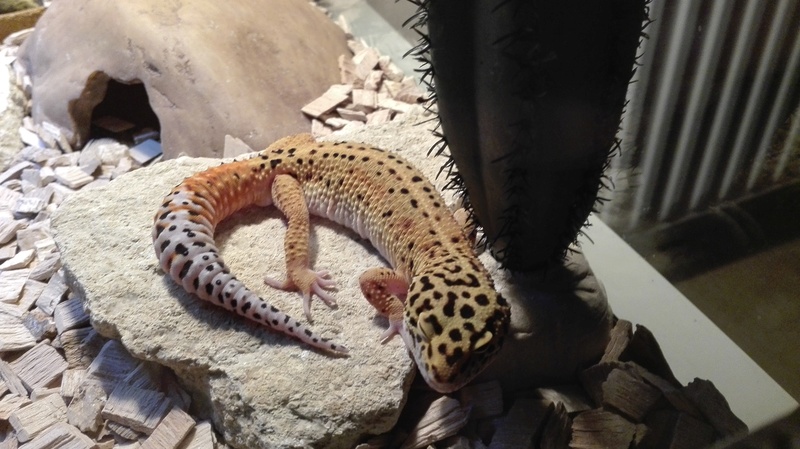 Besoin d'aide pour connaitre la phase de mon Gecko Leopard Img_2010