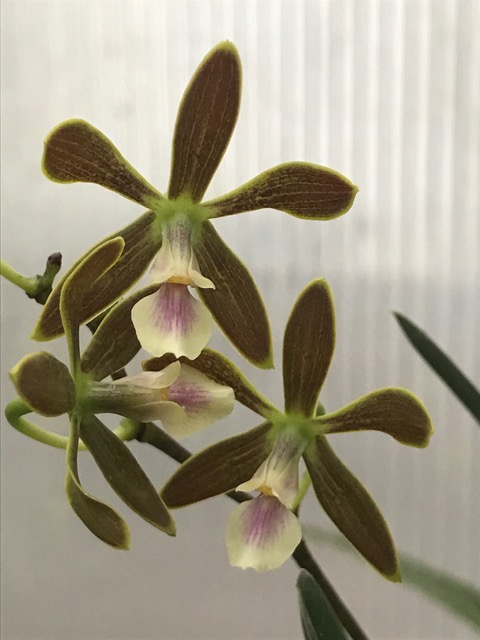 Encyclia ivonae Img_7516