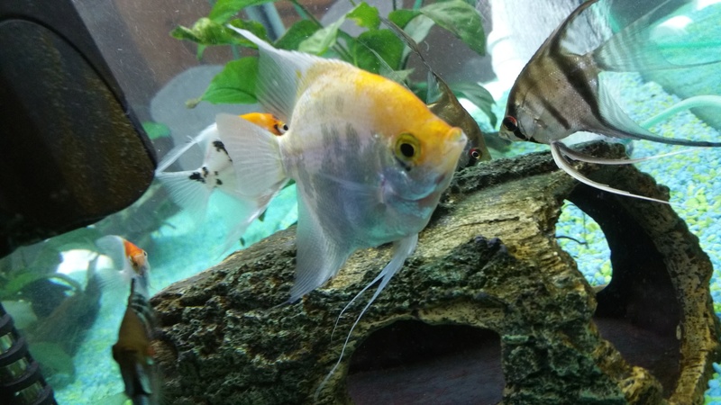 Angelfish Green Growth on Eye HELP!! 20170212