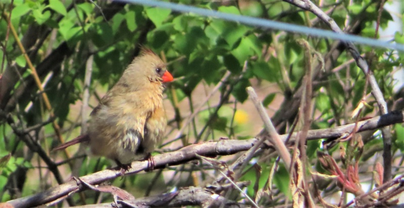 Cardinal rouge femelle qui sortait du bain Img_2415