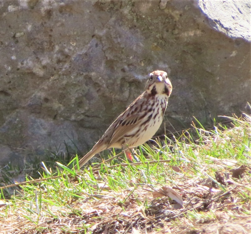 Votre avis s.v.p. Img_5713