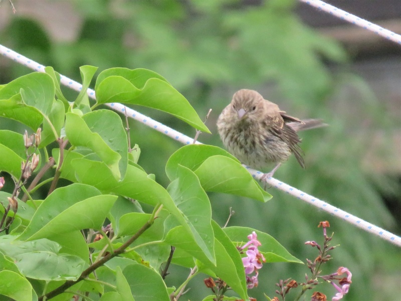 Roselin familier femelle et le lilas Img_7220