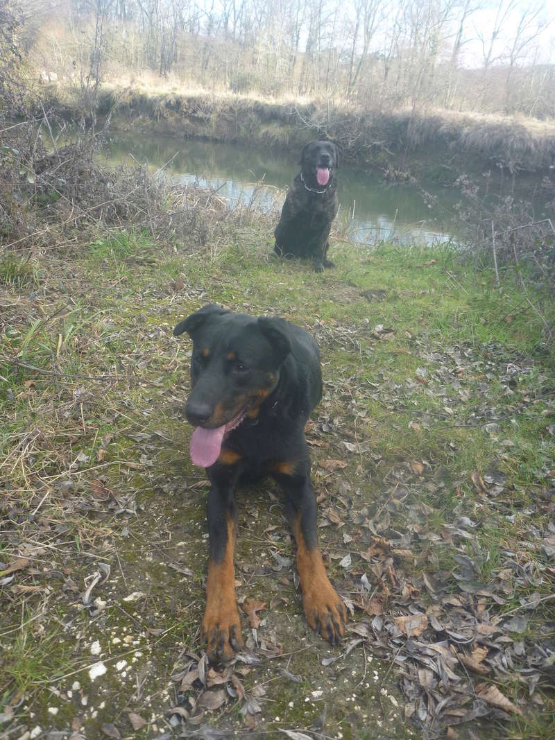 Luffy, X Beauceron, né en 2014, Tabanac (33) P1180413