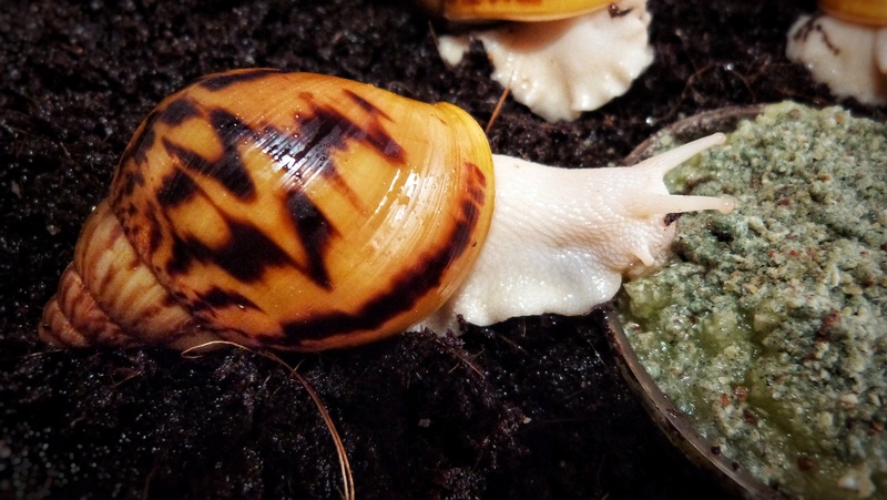 Achatina achatina tiger albinos (localisation Nigeria) P1120312