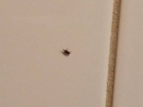 Invasion de petites insectes noirs dans mon appartement