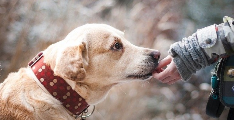 Diez formas extrañas con las que tu perro te está diciendo que te quiere Empty Diez formas extrañas con las que tu perro te está diciendo que te quiere Perro_10