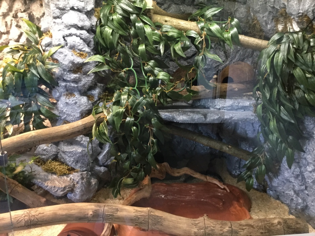 Nouveau terrarium pantherophis guttatus Image16