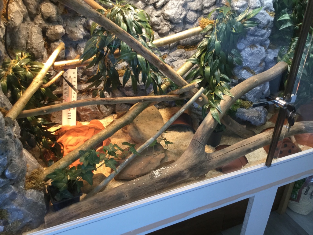 Nouveau terrarium pantherophis guttatus Image17