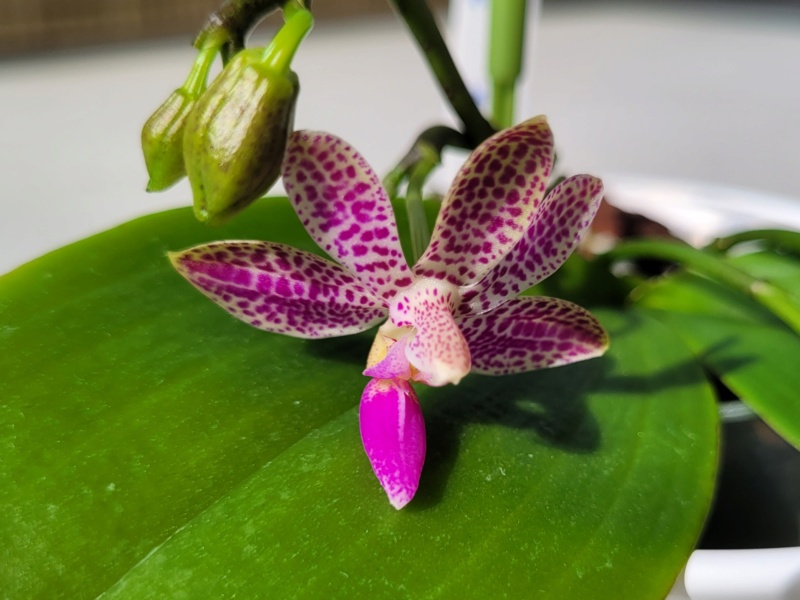 Phalaenopsis violacea x finleyi - Seite 2 20220638