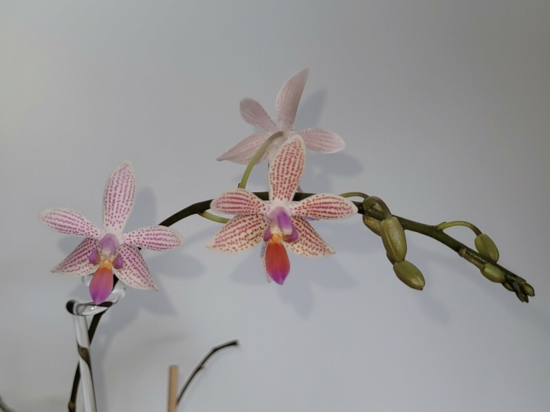 Phalaenopsis maculata x lindenii (Li'l Bit) 20221128