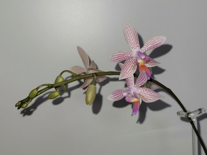 Phalaenopsis maculata x lindenii (Li'l Bit) 20221129
