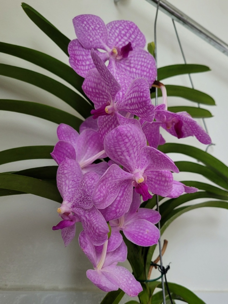 Orchideen-Neuzugang 2 - Seite 36 20230211