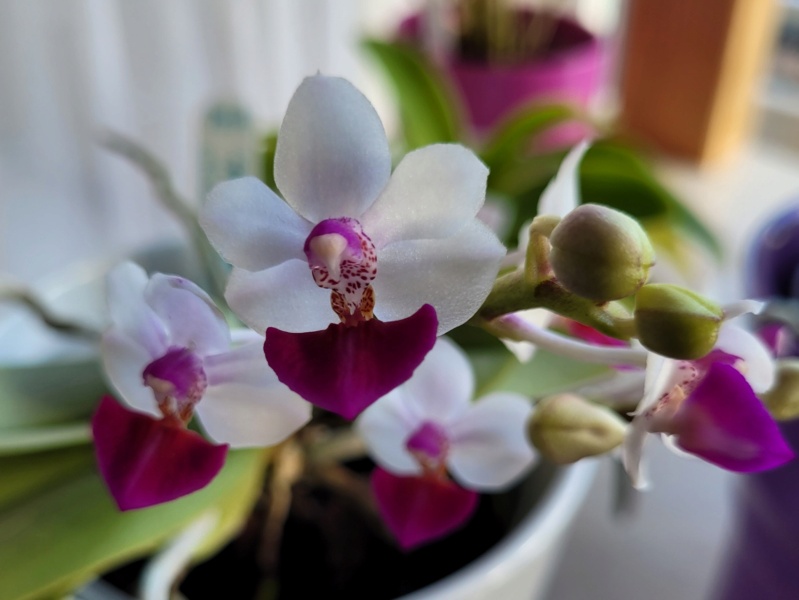 Phalaenopsis pulcherrima x parishii (Anna-Larati Soekardi) 20230326