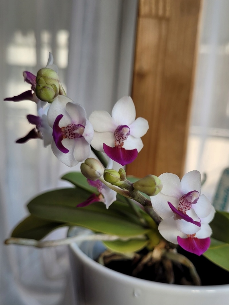 Phalaenopsis pulcherrima x parishii (Anna-Larati Soekardi) 20230327