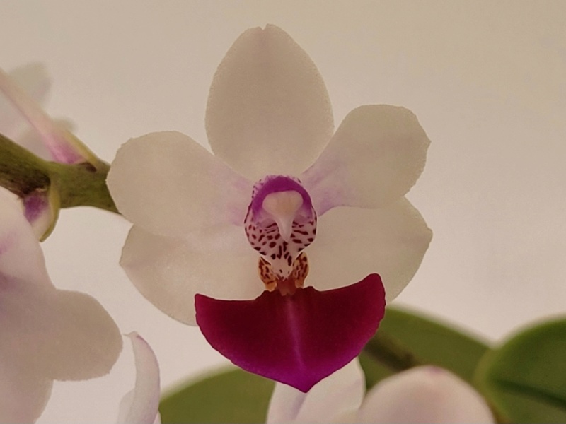 Phalaenopsis pulcherrima x parishii (Anna-Larati Soekardi) 20230333