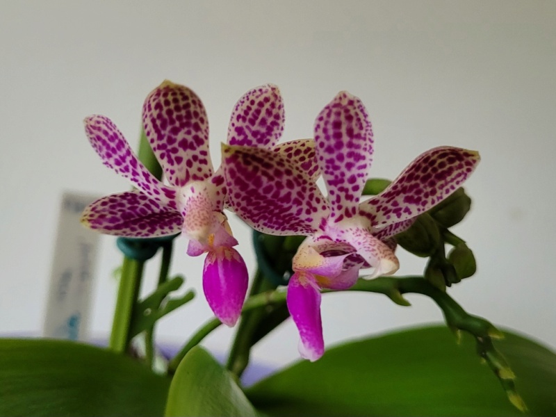 Phalaenopsis violacea x finleyi (Alfinia) 20230468